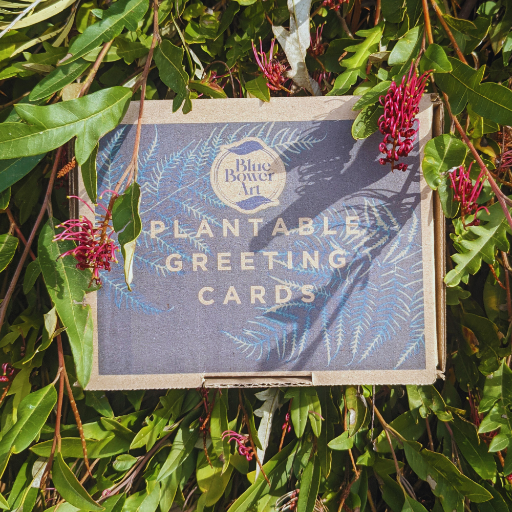 A carboard box that reads, plantable greeting cards by Blue Bower Art, sits among green foliage of a Grevillea shrub. The flowers are red and the cyanotype artwork on the box is blue and white of fern fronds.